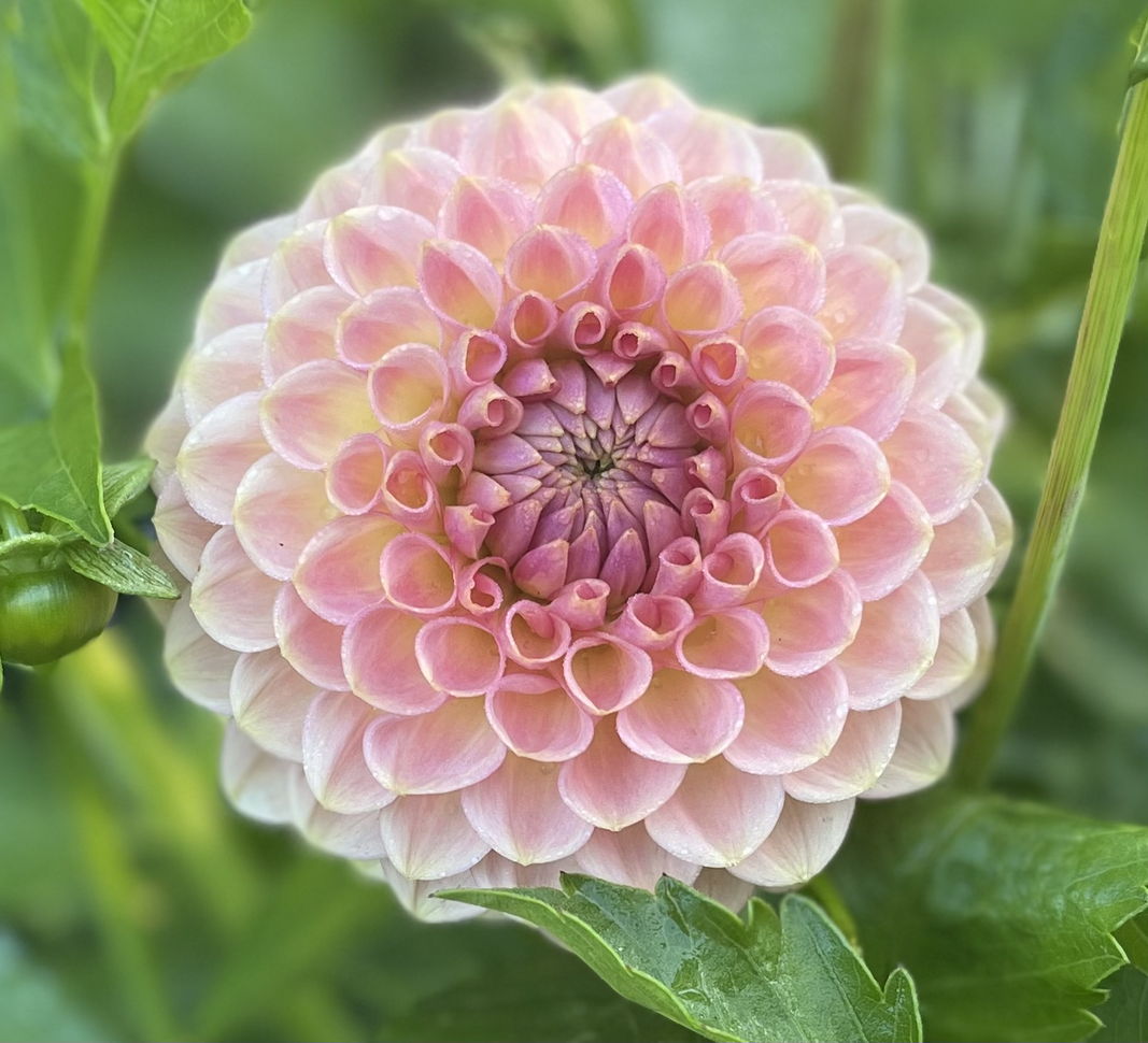 20th Avenue Softer Peach